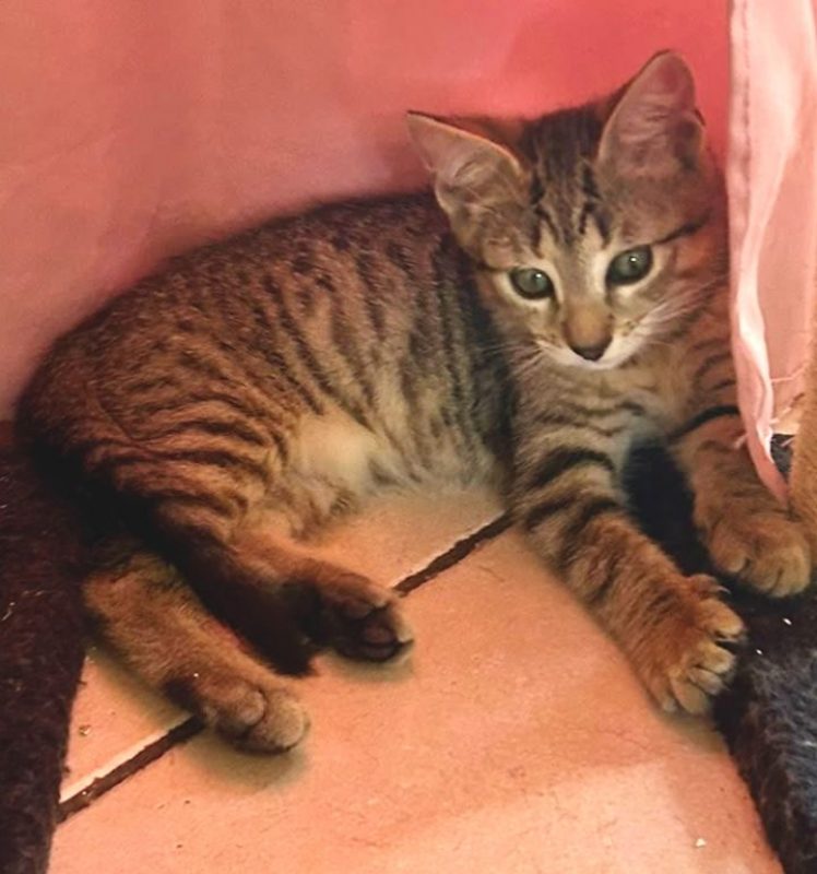 Bigaro - Chat à adopter
