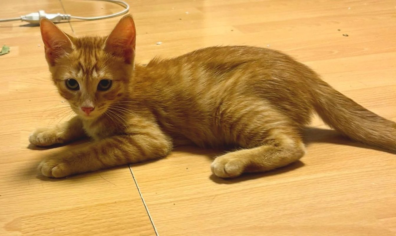 Brody - Chat Européen à adopter - photo 3