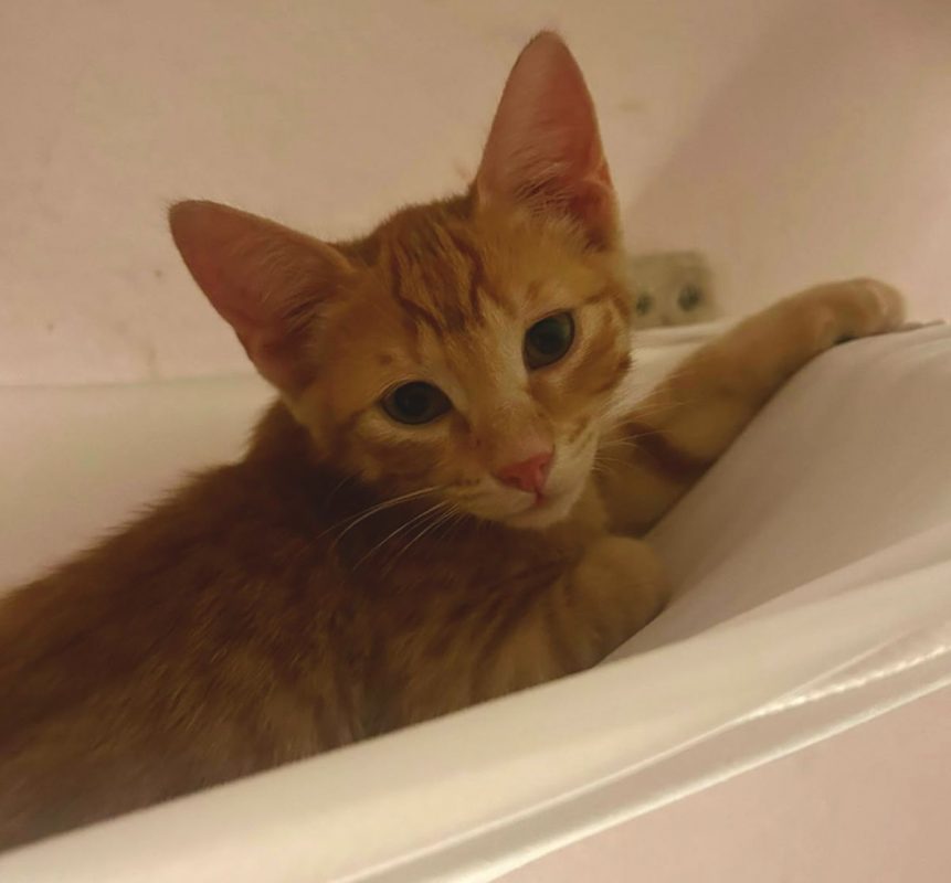 Brody - Chat Européen à adopter - photo 2