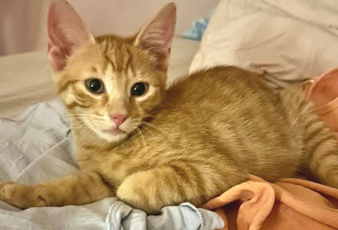 Brody - Chat Européen à adopter
