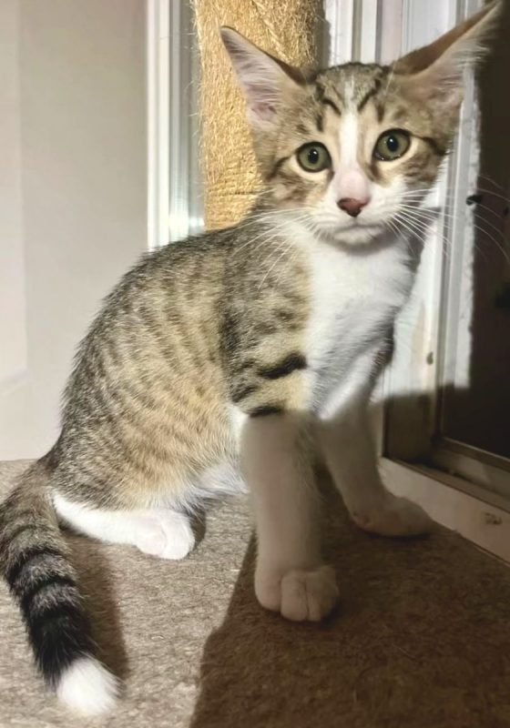 Bagou - Chat Européen à adopter