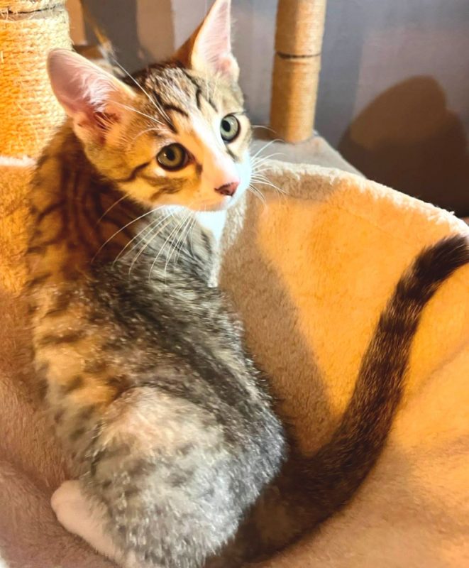 Bagou - Chat Européen à adopter - photo 3