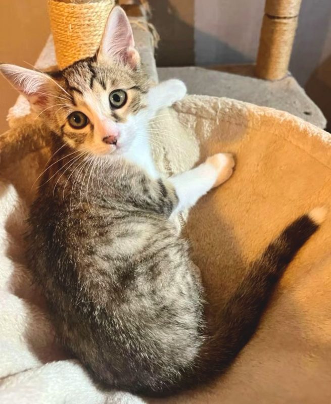Bagou - Chat Européen à adopter - photo 2