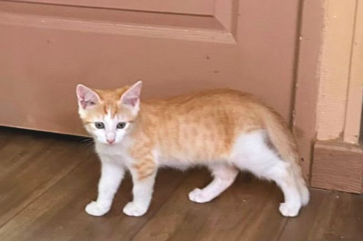 Bonnie - Chat Européen à adopter - photo 4