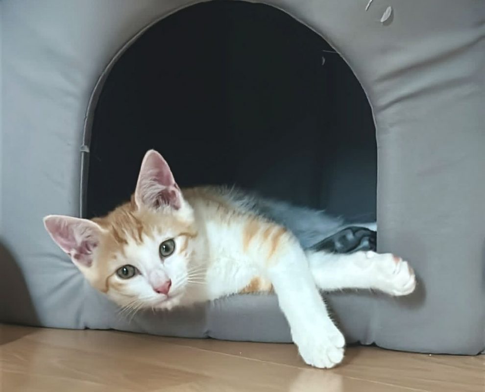 Bonnie - Chat Européen à adopter