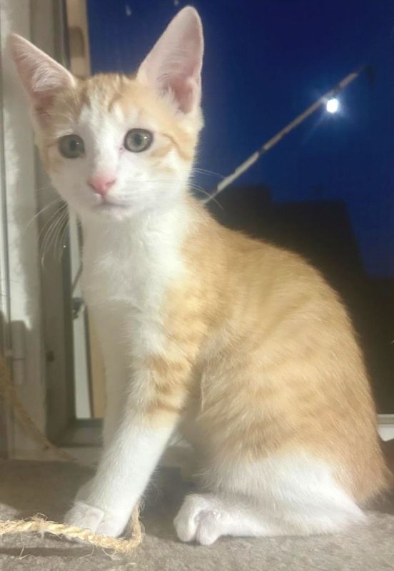 Bonnie - Chat Européen à adopter - photo 2