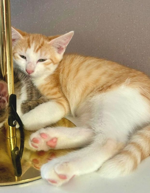 Bonnie - Chat Européen à adopter - photo 5