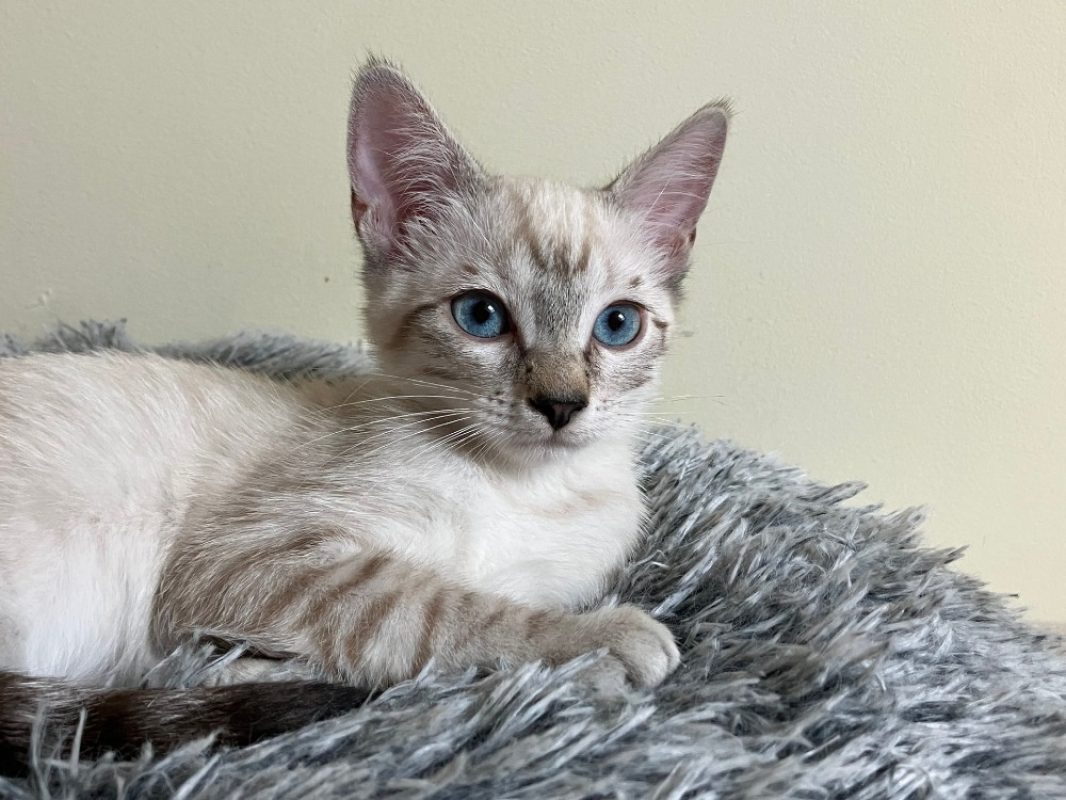 Chevre - Chat Européen à adopter