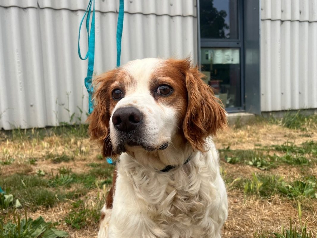 Léon - Chien Epagneul Allemand à adopter