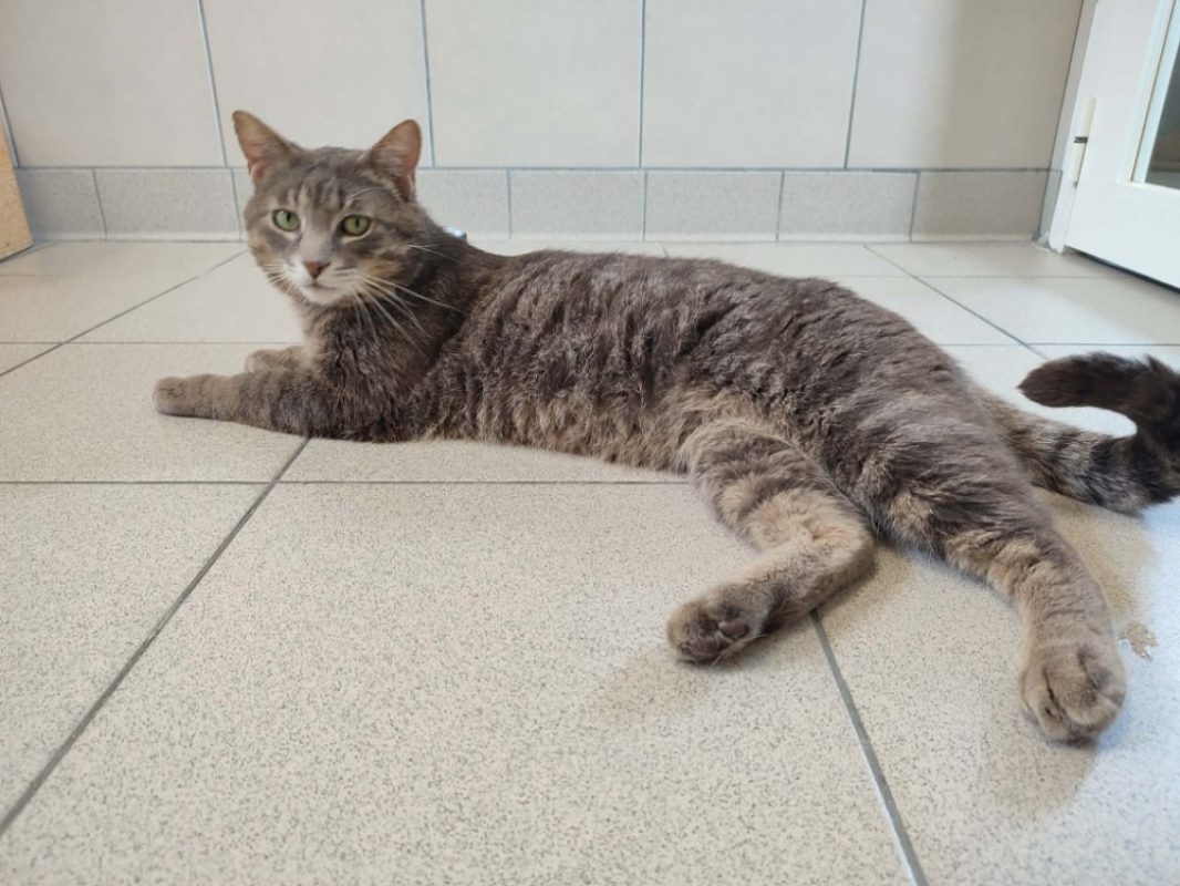 Turner - Chat Européen à adopter