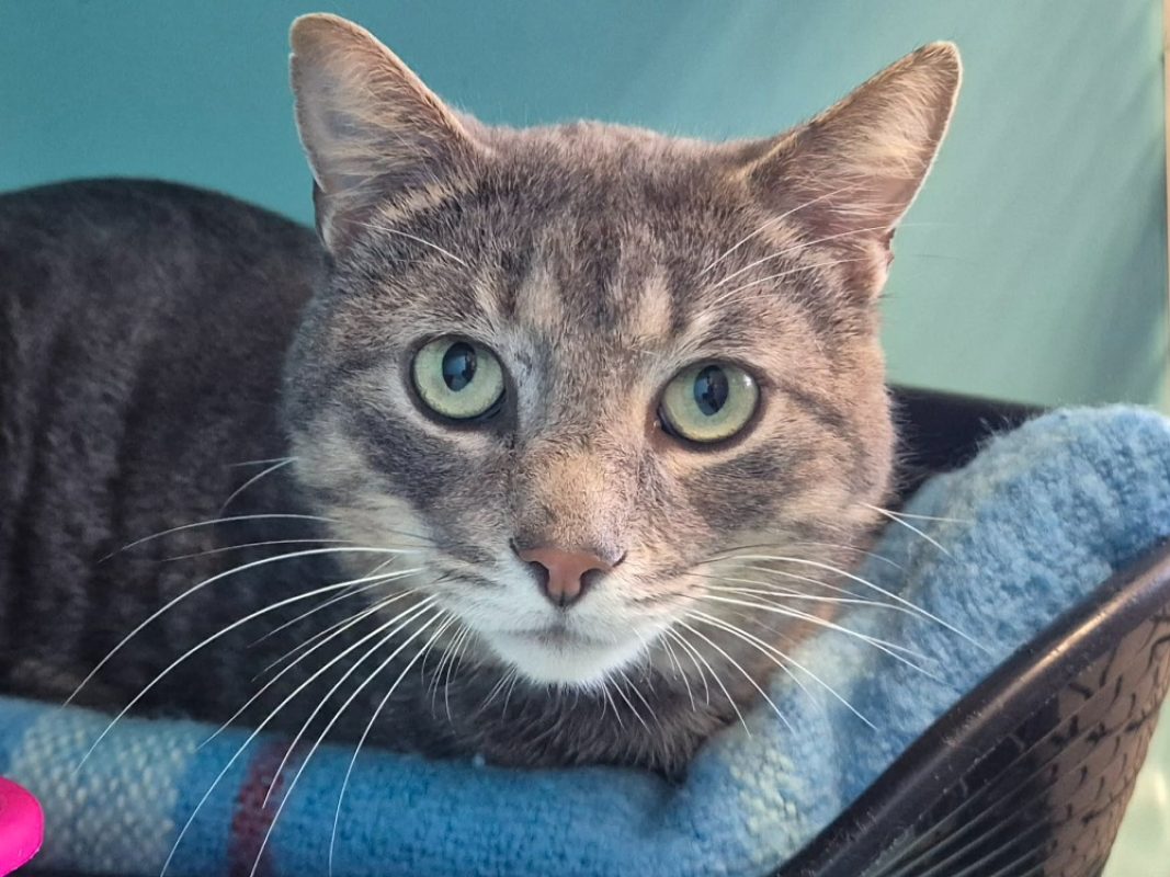 Turner - Chat Européen à adopter - photo 2