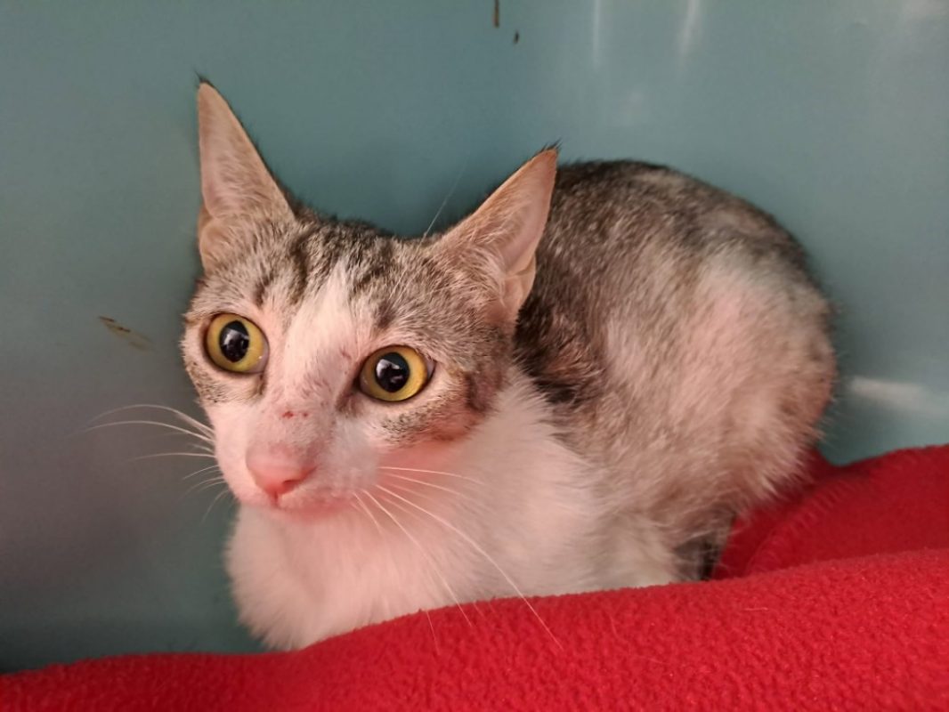 Brie - Chat Européen à adopter