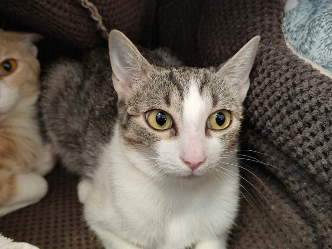 Brie - Chat Européen à adopter