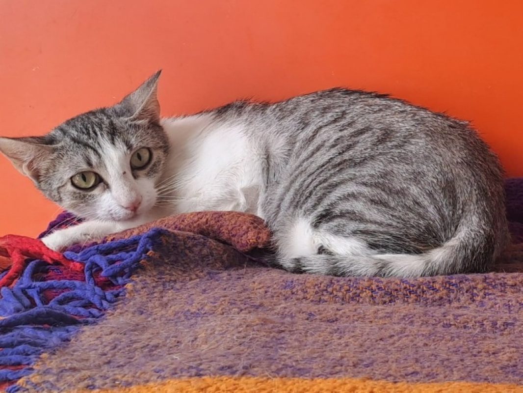 Brie - Chat Européen à adopter - photo 2
