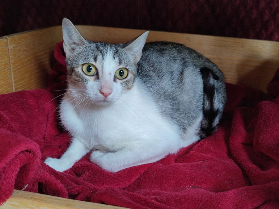 Brie - Chat Européen à adopter - photo 3