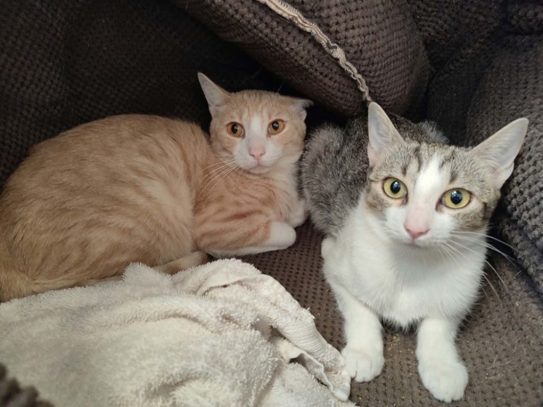 Brie - Chat Européen à adopter - photo 4