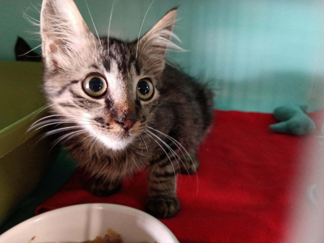 Pomme - Chat Européen à adopter