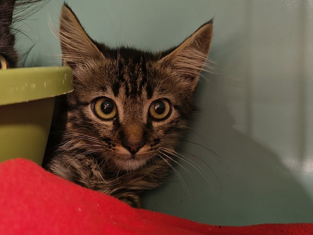 Pomme - Chat Européen à adopter - photo 2