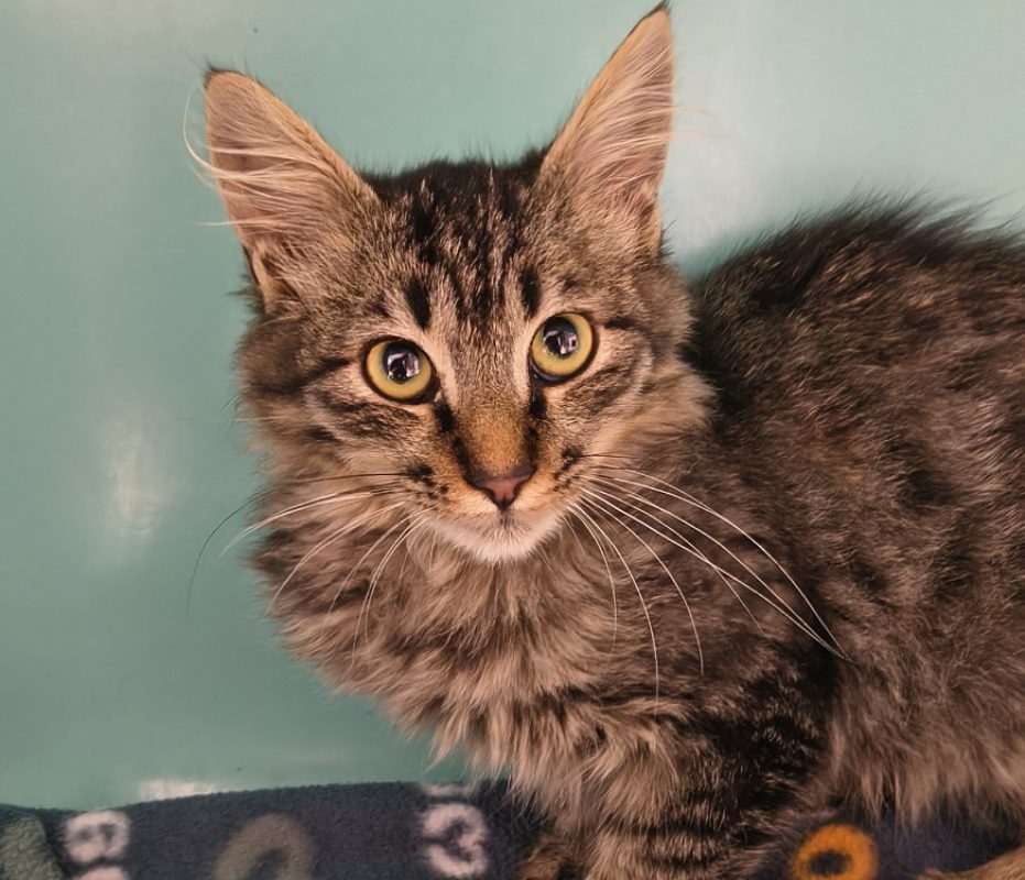 Pomme - Chat Européen à adopter