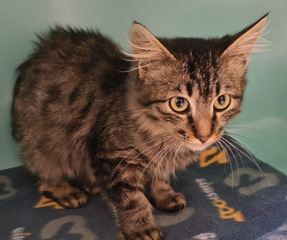 Pomme - Chat Européen à adopter - photo 2