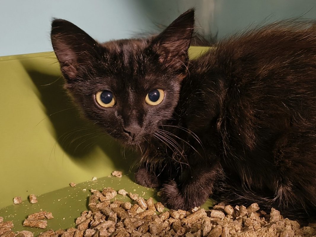 Cassis - Chat Européen à adopter