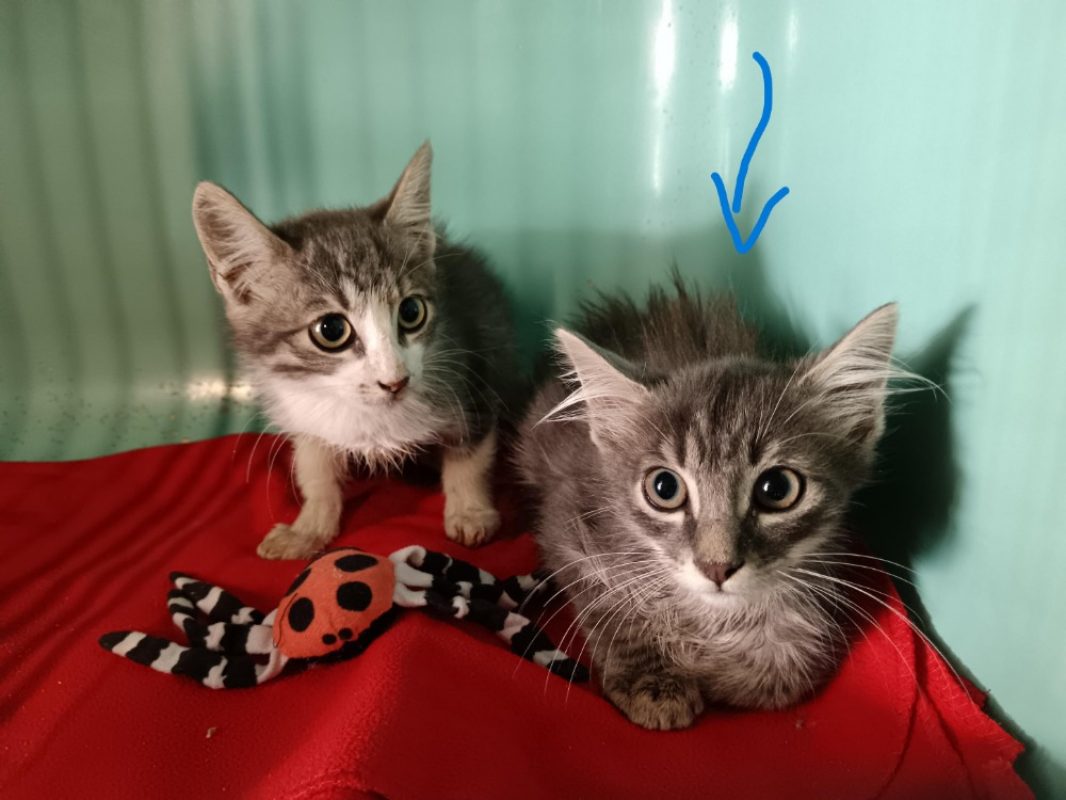Framboise - Chat Européen à adopter