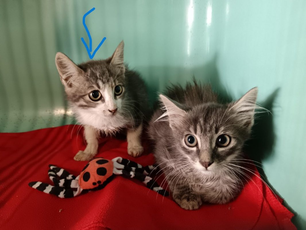 Myrtille - Chat Européen à adopter