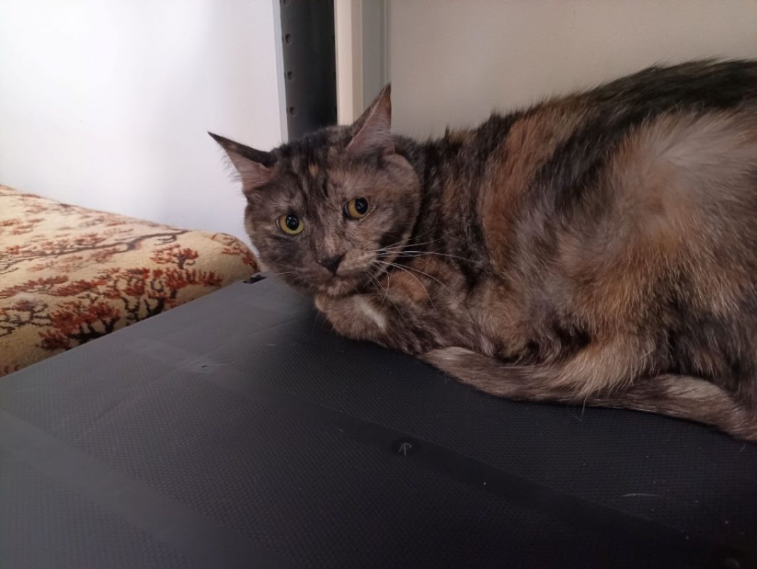 Chloe - Chat Européen à adopter