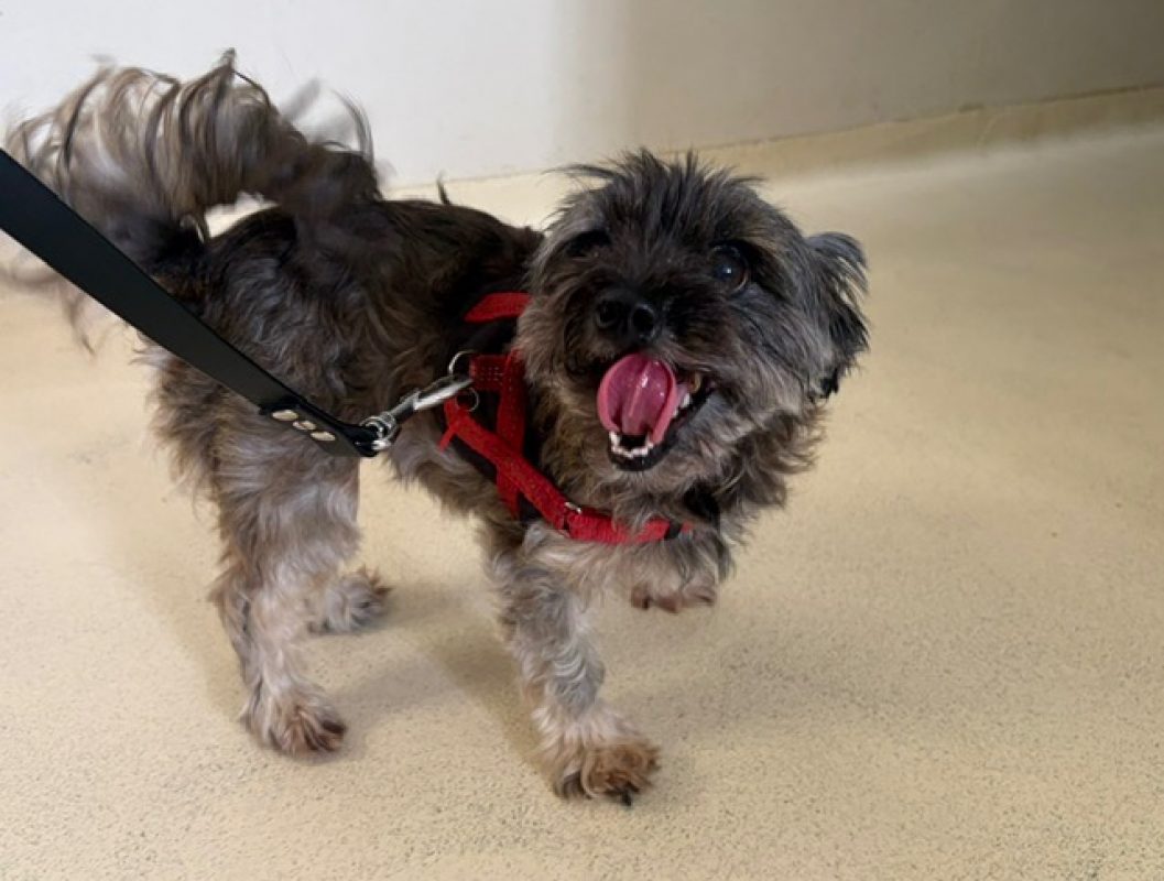 Laika - Chien à adopter