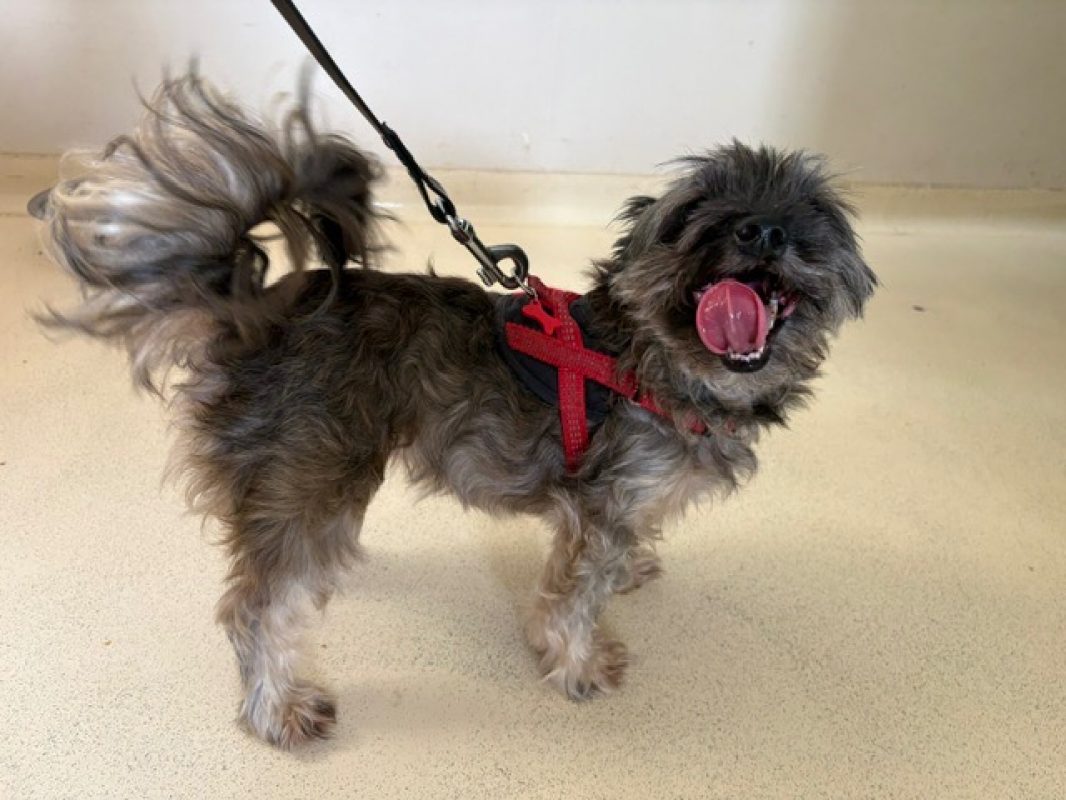 Laika - Chien à adopter - photo 2