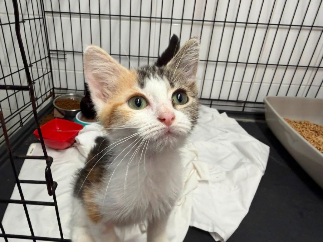 Trikita - Chat Européen à adopter