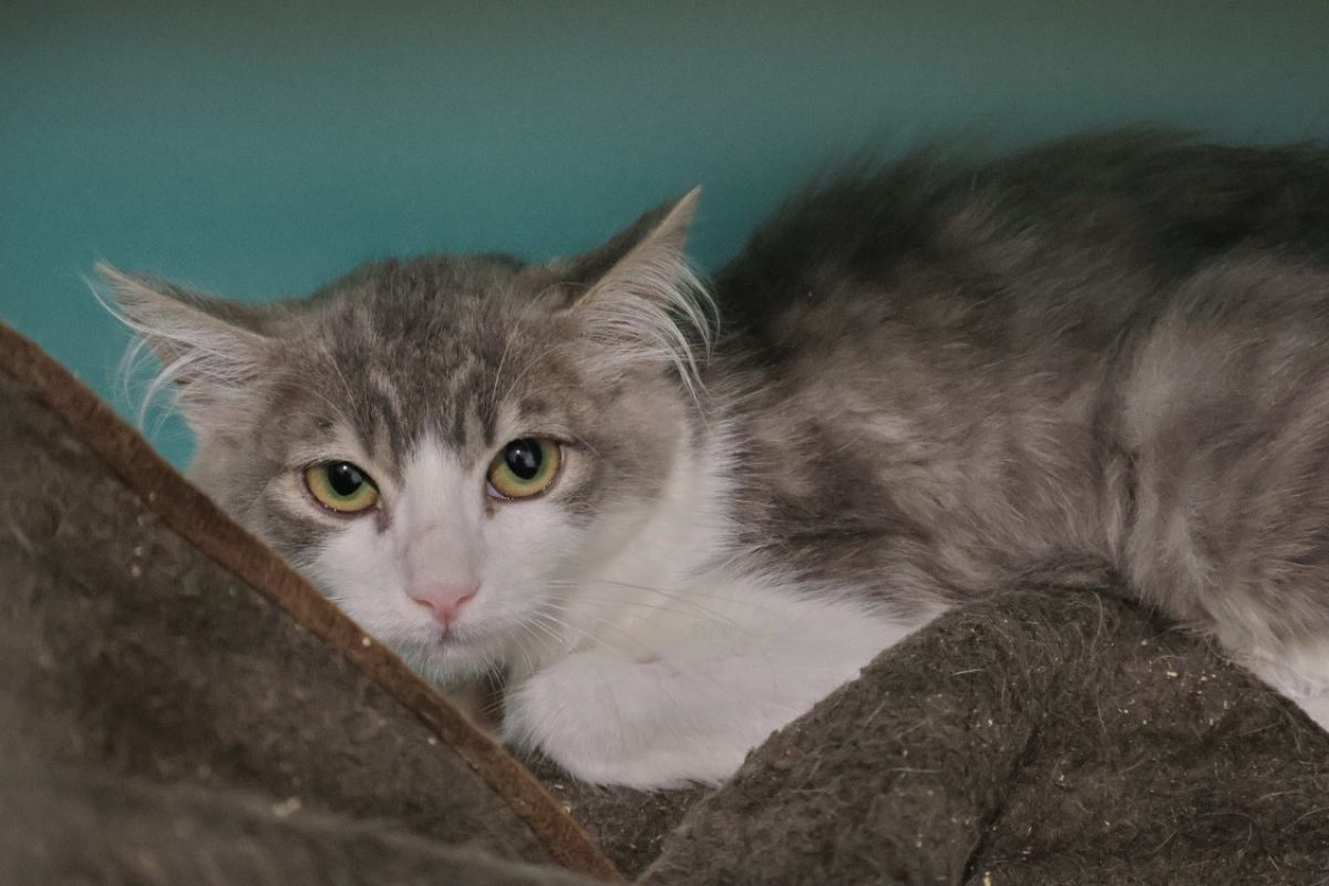 Saxo - Chat Européen à adopter