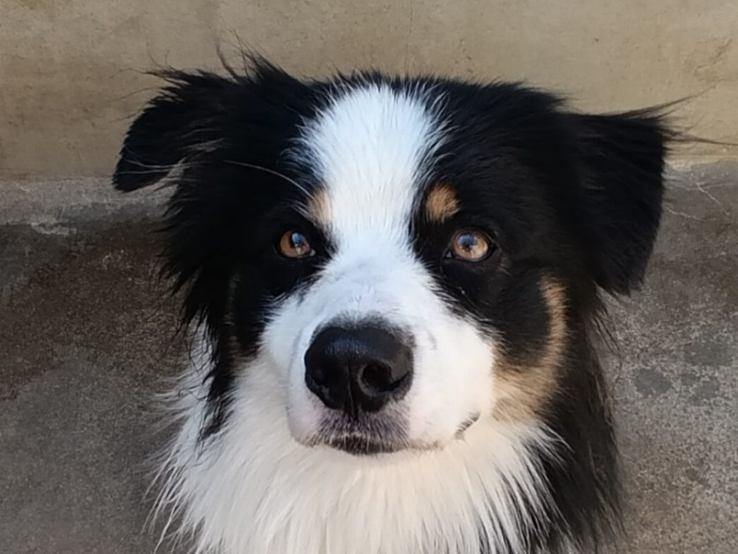 Vaïko - Chien Berger à adopter