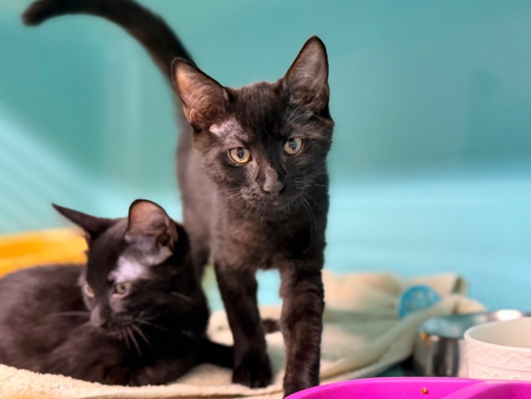 Ninja - Chat Européen à adopter