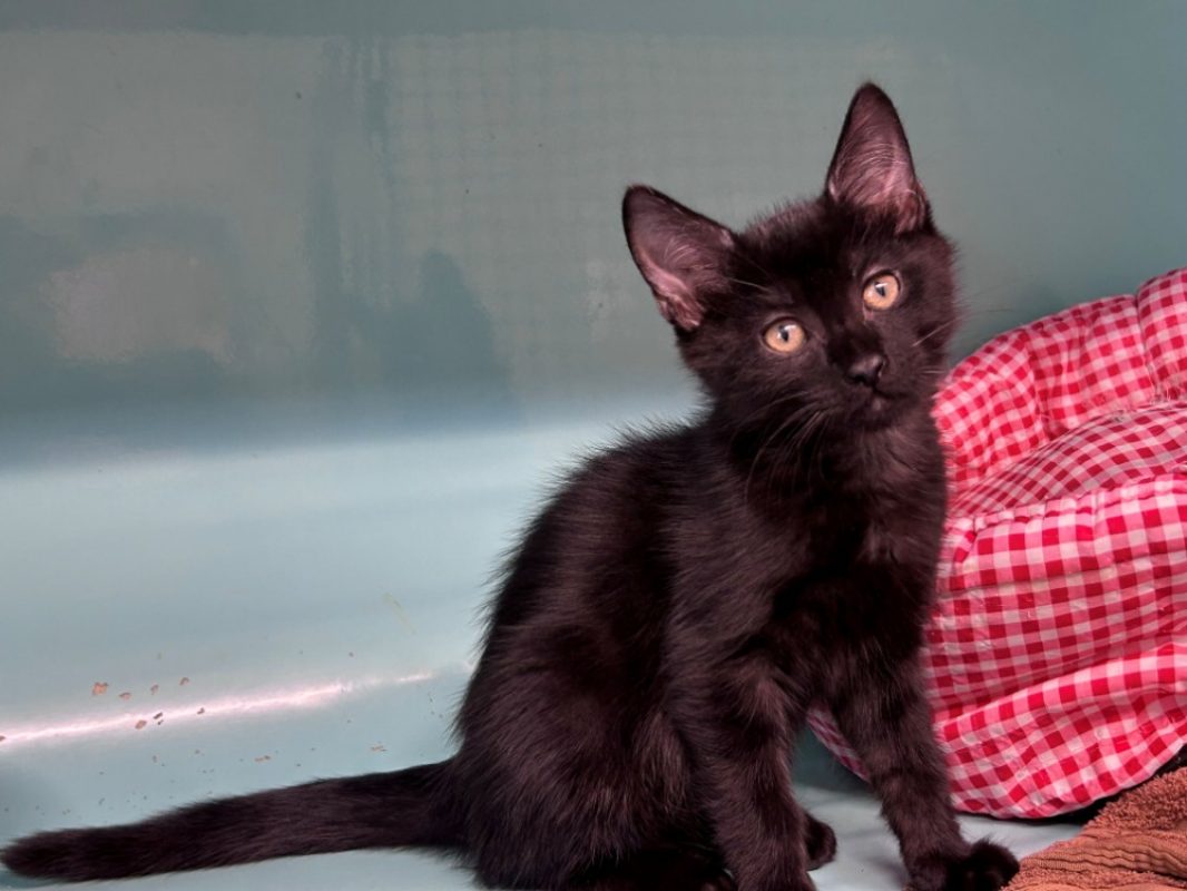 Ninja - Chat Européen à adopter - photo 2
