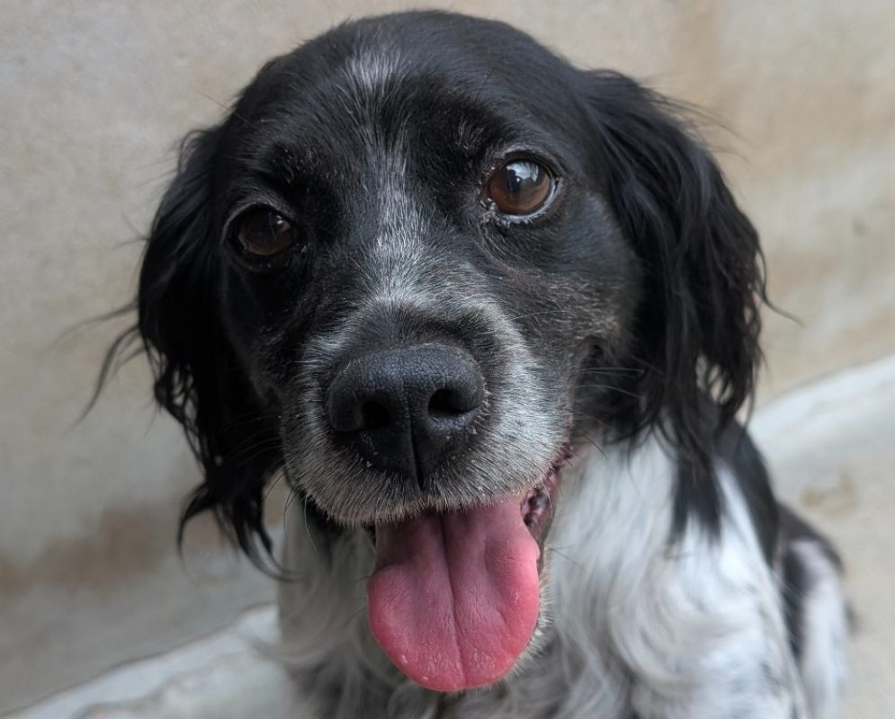 Moussaka - Chien Epagneul Allemand à adopter