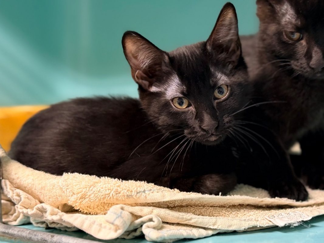 Shy - Chat Européen à adopter