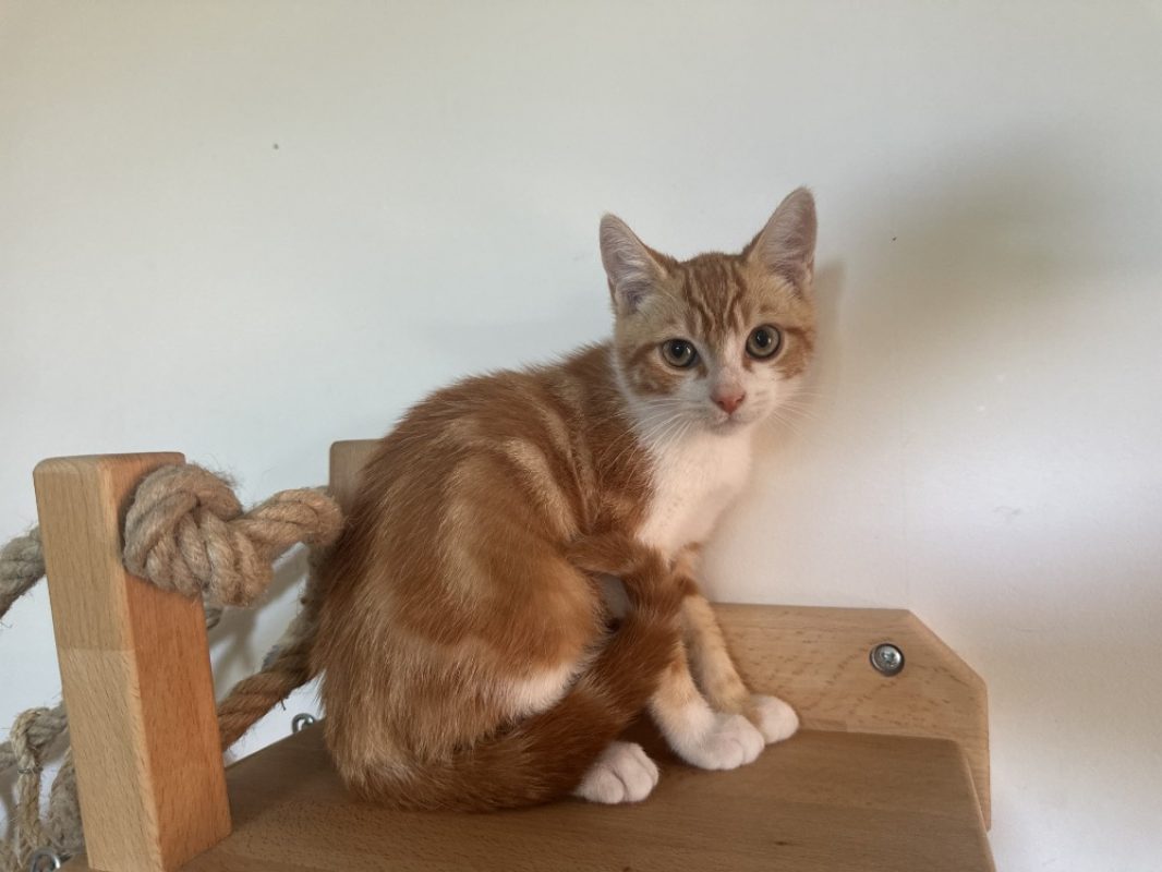 Bop - Chat Européen à adopter