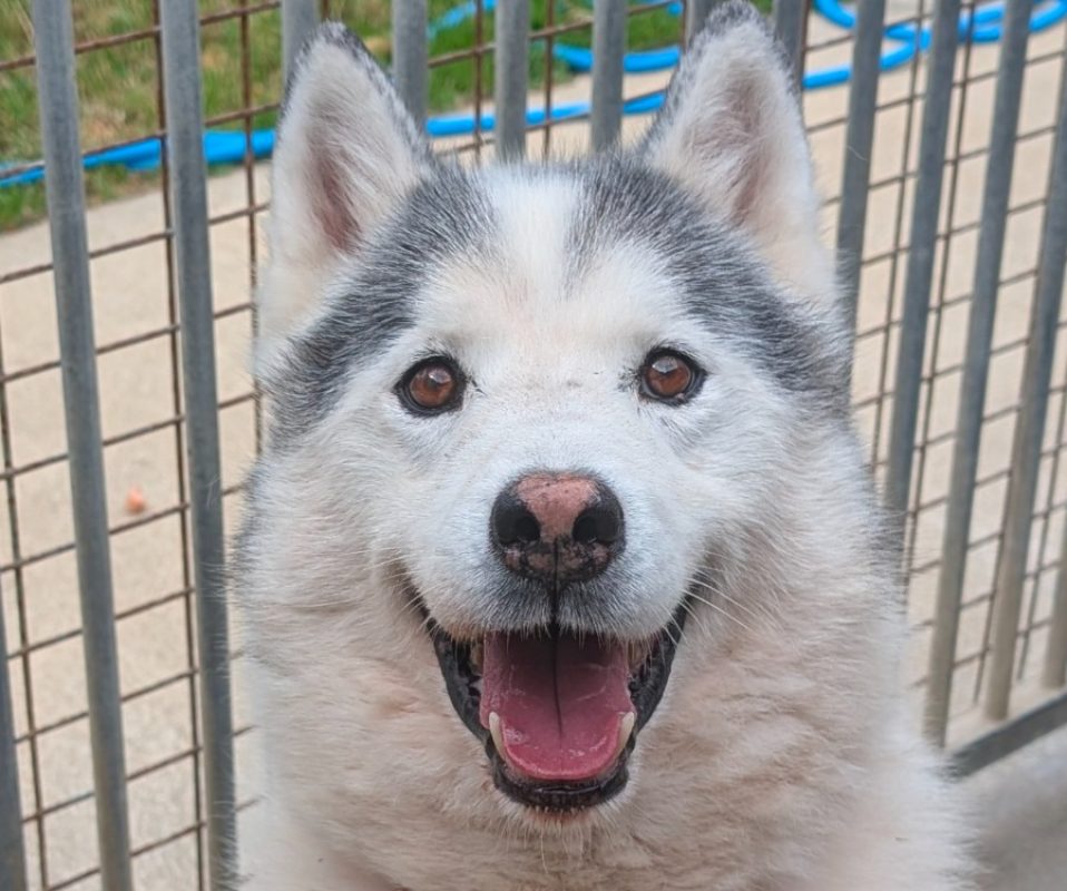 Hachi - Chien Husky Sibérien à adopter