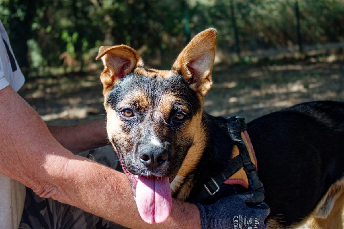 Gus - Chien à adopter