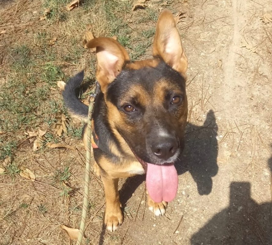 Gus - Chien à adopter - photo 2