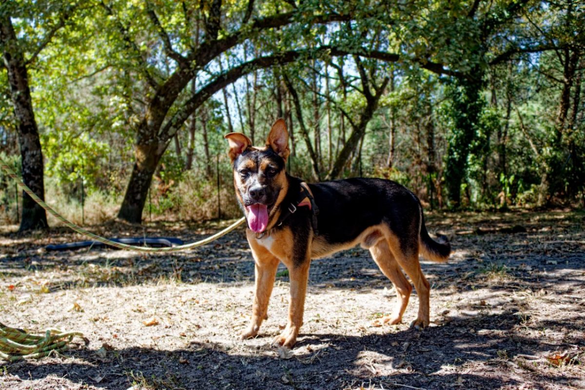 Gus - Chien à adopter - photo 3