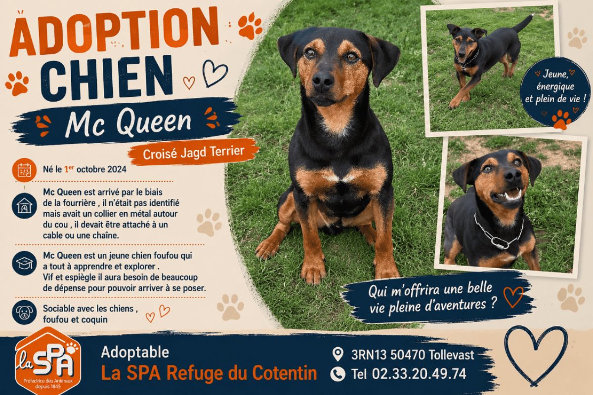Mc queen - Chien à adopter