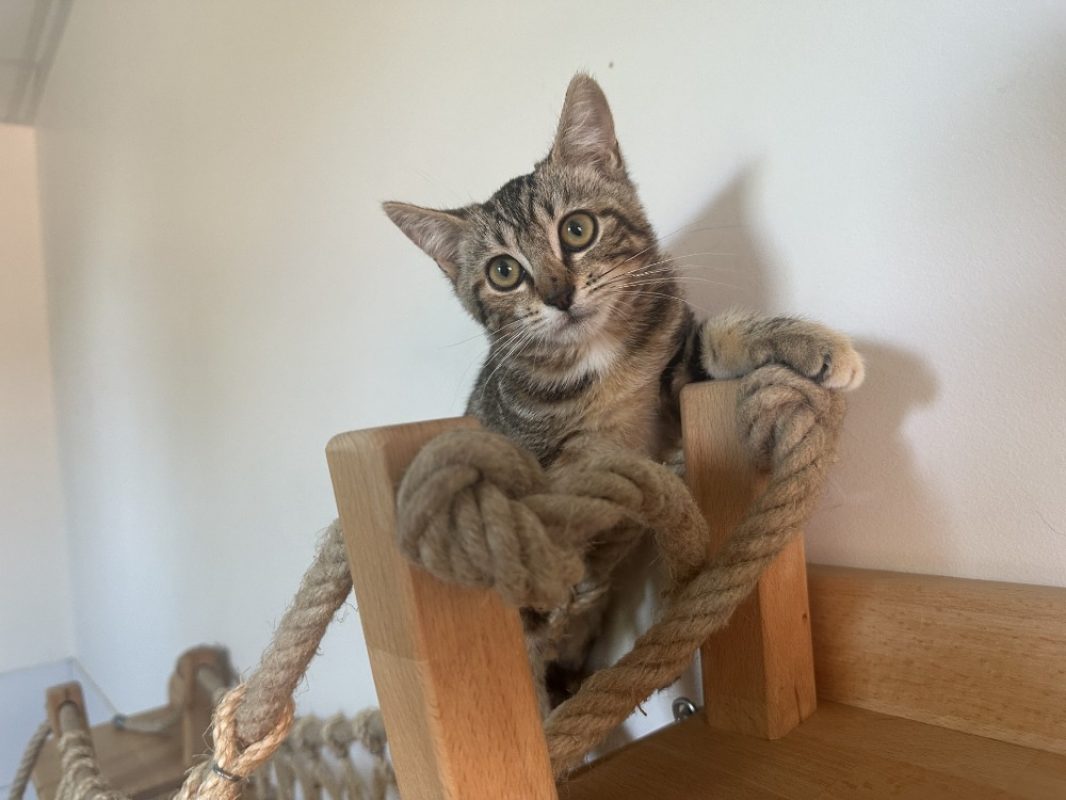 Bap - Chat Européen à adopter