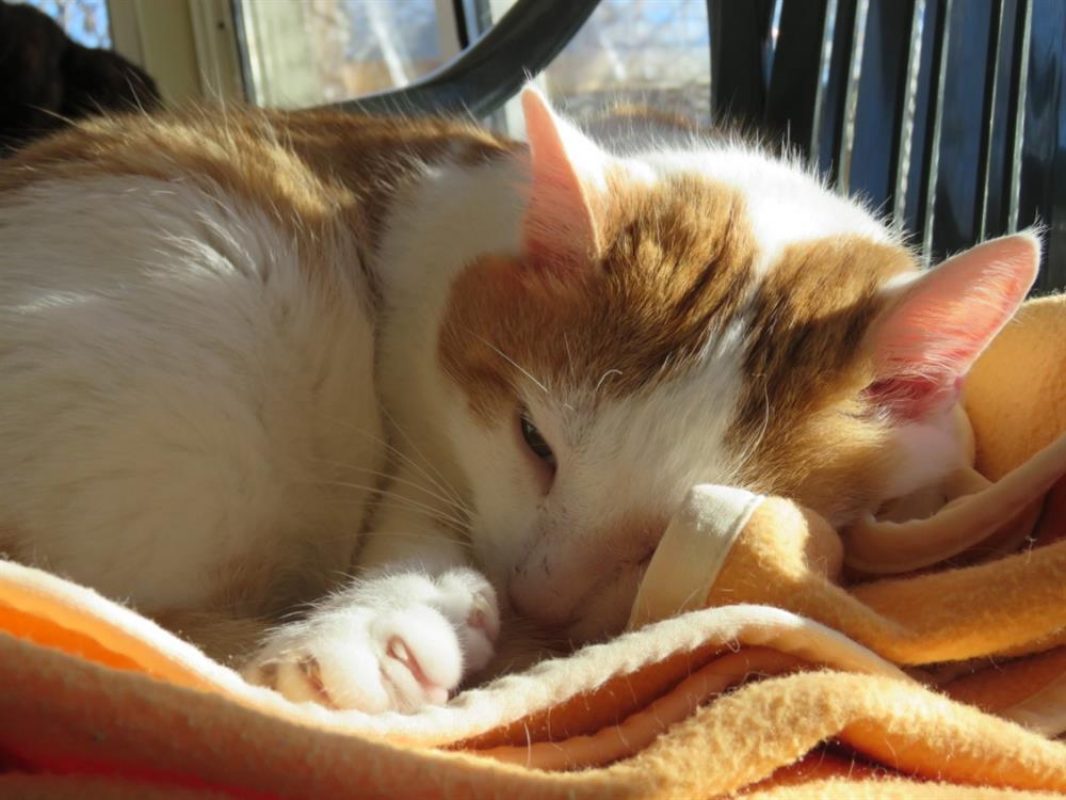 Tessaï - Chat Européen à adopter