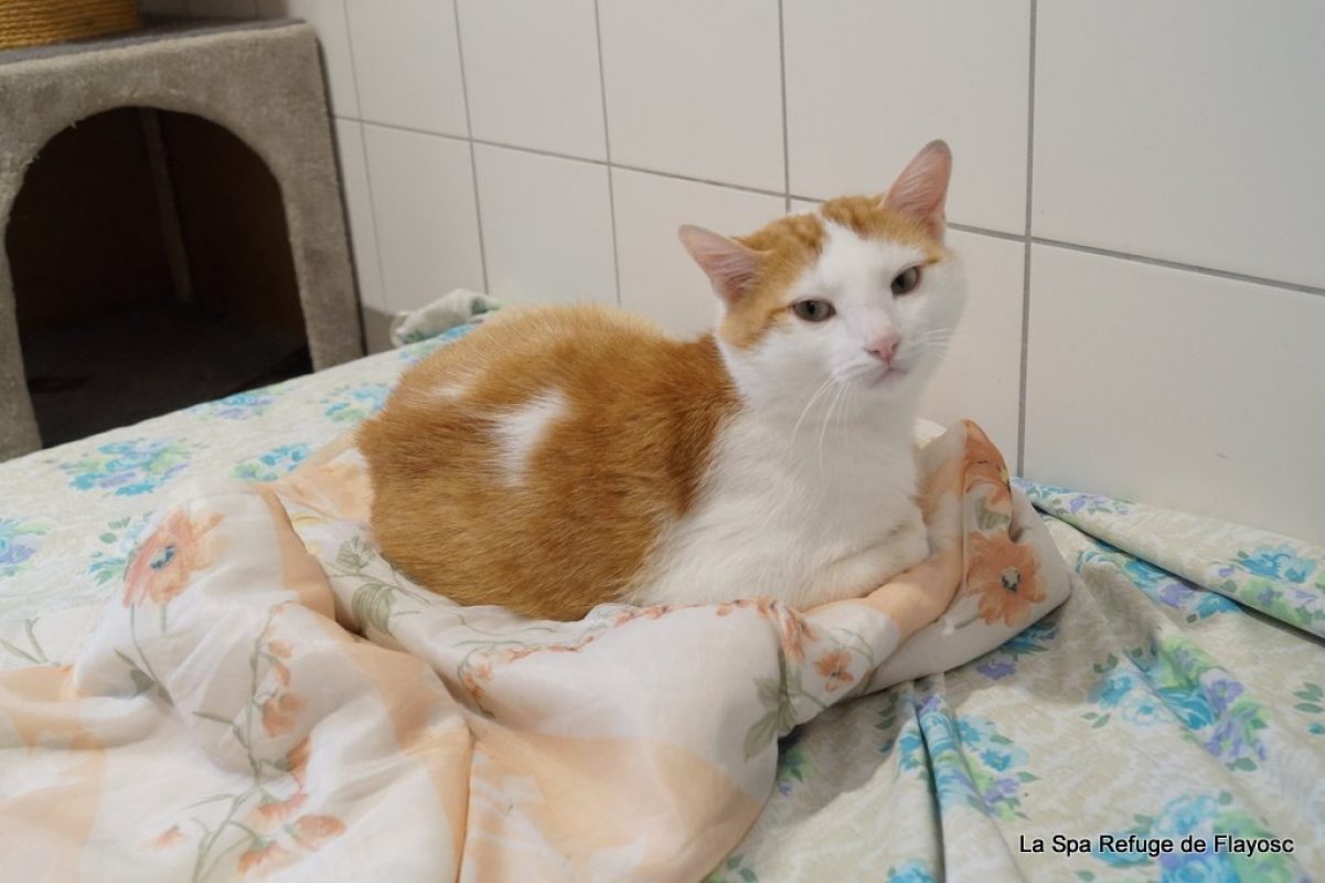 Tessaï - Chat Européen à adopter - photo 2