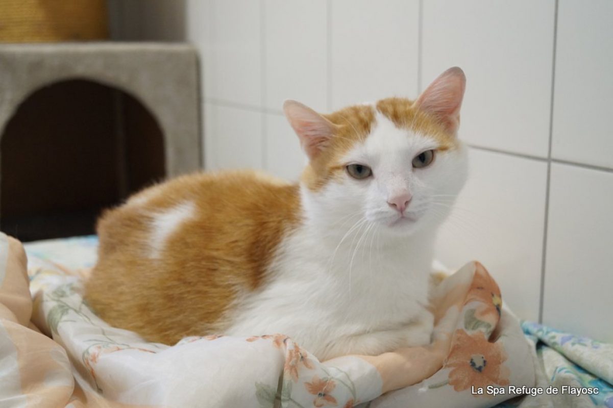 Tessaï - Chat Européen à adopter - photo 3