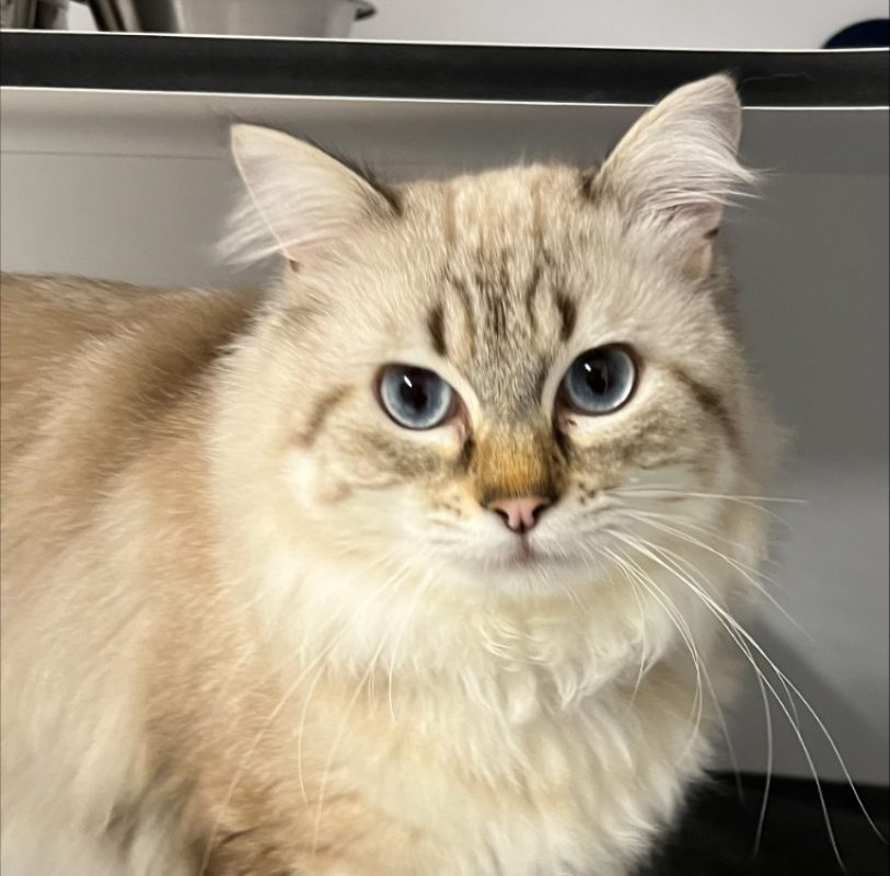 Onyx - Chat Européen à adopter