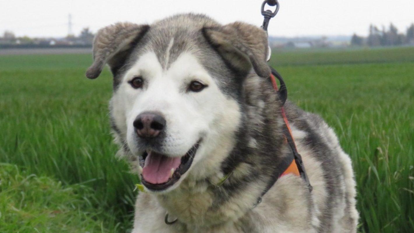 Nyuk - Chien à adopter - photo 4