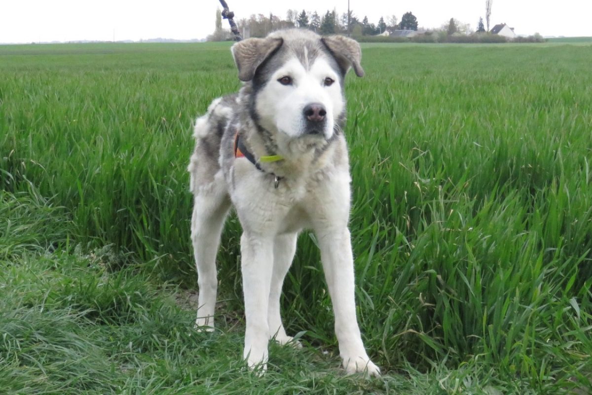 Nyuk - Chien à adopter - photo 5